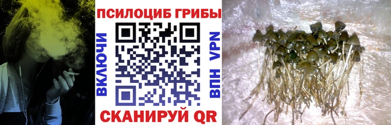 Галлюциногенные грибы Psilocybe  Купить  Называевск 